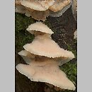 Phlebia tremellosa (żylak trzęsakowaty)