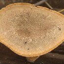 Lentinus substrictus (twardziak orzęsiony)
