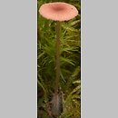 Mycena rosella (grzybówka różowawa)