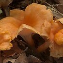 Cantharellus friesii (pieprznik pomarańczowy)