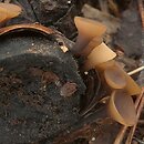 Ciboria pseudotuberosa (kubianka talerzykowata)