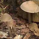 Mycena galericulata (grzybówka hełmiasta)