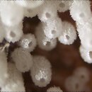 kubeczkowate grzyby podstawkowe (cyfeloidalne)
