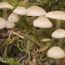 Mycena laevigata (grzybówka gładka)