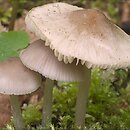 Mycena niveipes (grzybówka popielatotrzonowa)