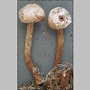 Tulostoma melanocyclum (berłóweczka rudawa)
