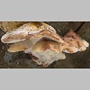 Amylocystis lapponica (późnoporka czerwieniejąca)