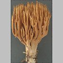Ramaria eumorpha (koralówka sosnowa)