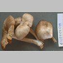 Clitocybula lacerata (lejkóweczka postrzępiona)