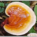 Ganoderma lucidum (lakownica żółtawa)