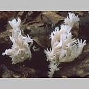 Clavulina coralloides (goździeńczyk grzebieniasty)