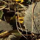 Typhula phacorrhiza (pałecznica grubonasadowa)