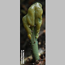 Microglossum viride (małozorek zielony)