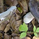 Russula densifolia (gołąbek gęstoblaszkowy)