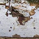 Xylodon nespori (strzępkoząb krótkokolczasty)