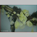 Calyptella campanula (miseczniczka żółtawa)