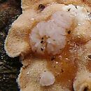 Phaeotremella mycetophiloides (trzęsaka grzybolubka)