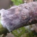 Helicobasidium purpureum (skrętniczka purpurowa)