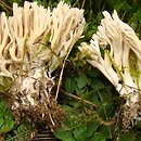 Ramaria gracilis (koralówka wysmukła)
