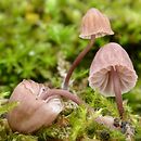 Mycena meliigena (grzybówka purpurowobrązowa)