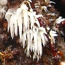 Mucronella bresadolae