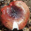 Russula faginea (gołąbek bukowy)