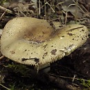 Russula pseudo-olivascens (gołąbek spękanobrzegi)