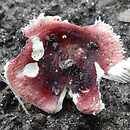Russula emeticicolor (gołąbek różowoczerwony)