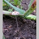 Coprinellus curtus (czernidłak czerwonobrązowy)