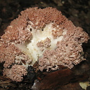 Ramaria rufescens (koralówka czerwonawa)