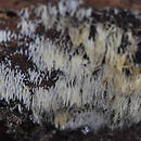 Mucronella calva (drobnokolec żółknący)
