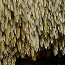 Kneiffiella barba-jovis (strzępkoząb brodaty)