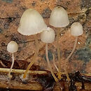 Mycena pterigena (grzybówka paprociowa)