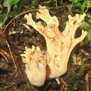 Ramaria brunneomaculata