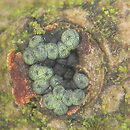 Thyronectria abieticola
