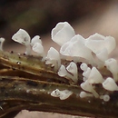 Calyptella capula (miseczniczka łodygowa)