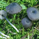 Entoloma serrulatum (dzwonkówka czarniawa)
