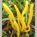 Clavariaceae (goździeńcowate)