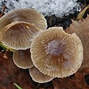 Mycena latifolia (grzybówka szarobrązowa)