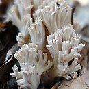 Ramaria pallida (koralówka blada)