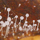 Mycena capillaris (grzybówka włoskowatotrzonowa)