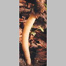 Verpa conica (naparstniczka stożkowata)