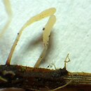 Typhula subvariabilis (pałecznica nalistna)