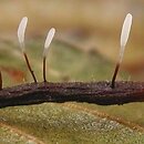 Typhula erythropus (pałecznica czerwonawa)