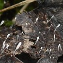 Typhula setipes (pałecznica szczecinkowotrzonowa)