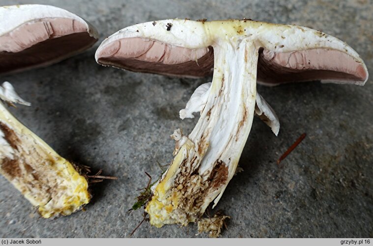 Agaricus moelleri (pieczarka szarołuskowa)