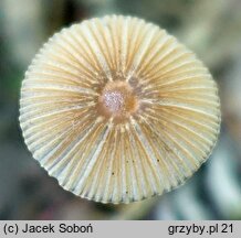 Parasola auricoma (czernidłak złotawy)