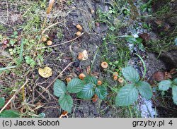 Galerina sideroides (hełmówka nadrzewna)