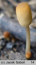Parasola kuehneri (czernidłak drobnozarodnikowy)