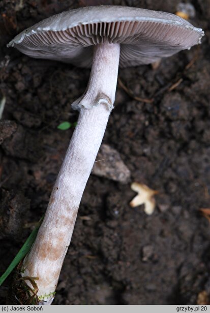 Agaricus semotus (pieczarka winnoczerwona)